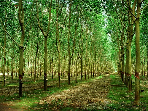Cao su Phước Hòa (PHR) đặt kế hoạch lãi trước thuế 751 tỷ đồng năm 2021 